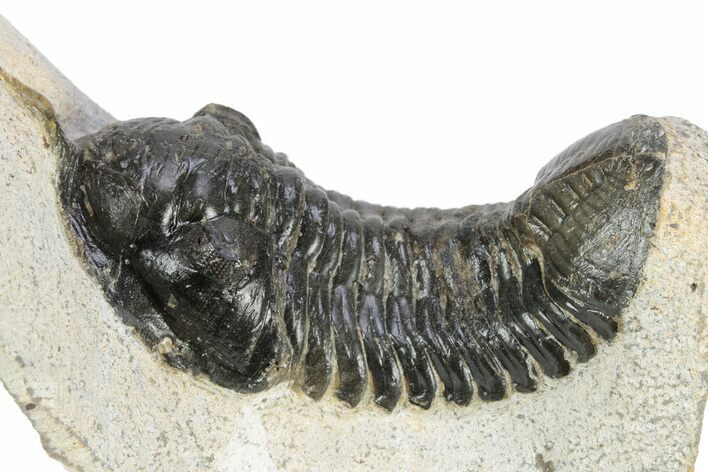 Bargain, Morocconites Trilobite Fossil - Ofaten, Morocco #340935